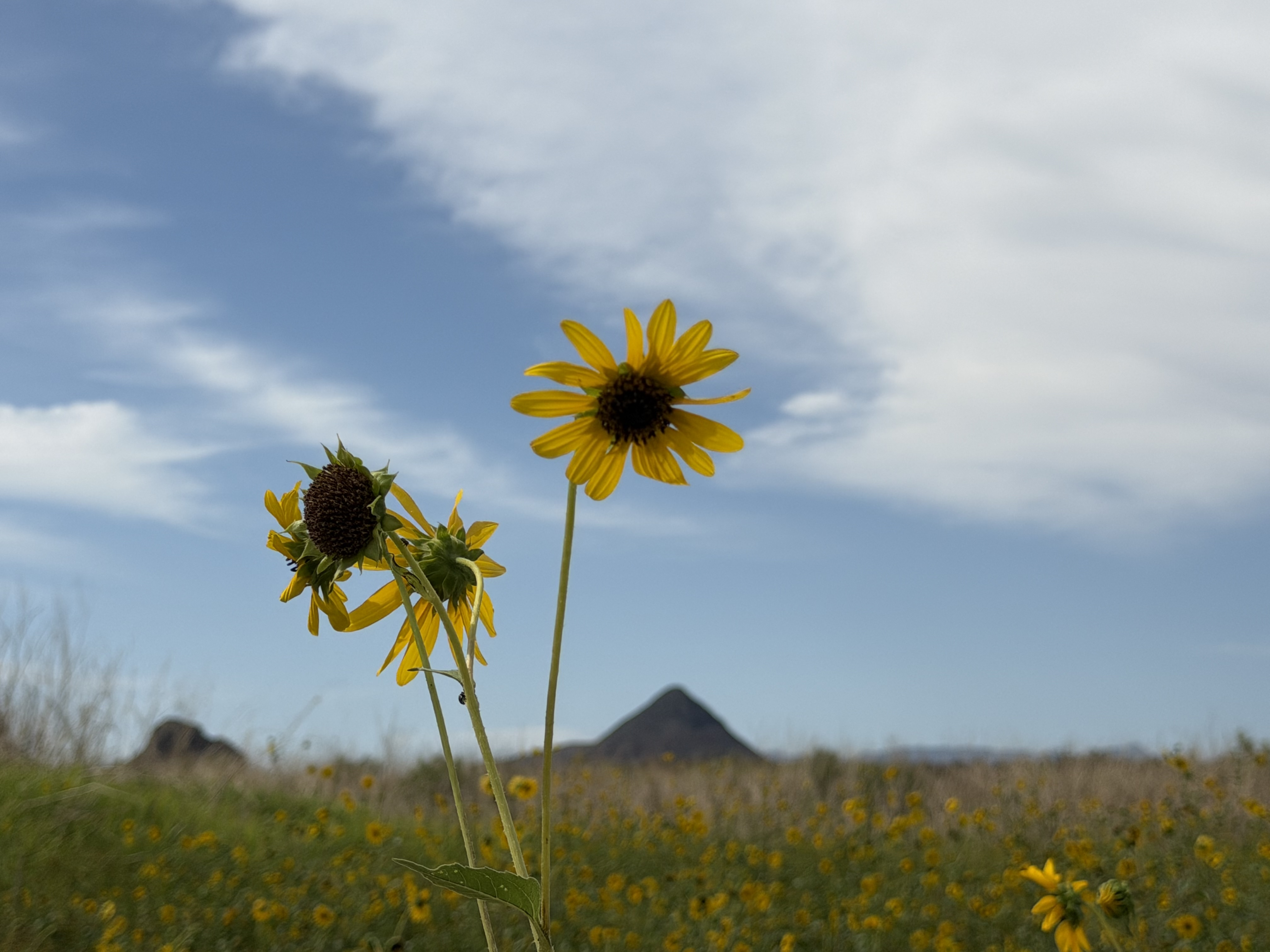 Wildflowers on FRILAND property