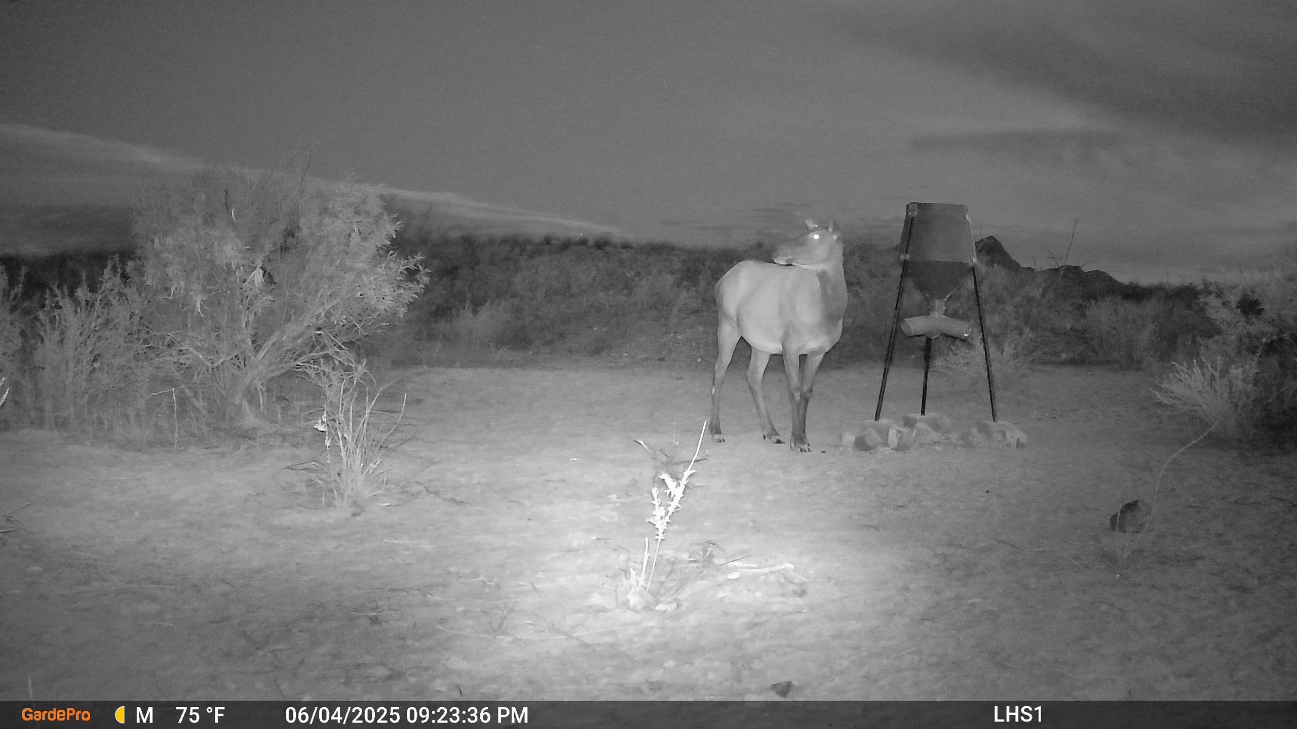 Elk on Longhorn Safari land at night